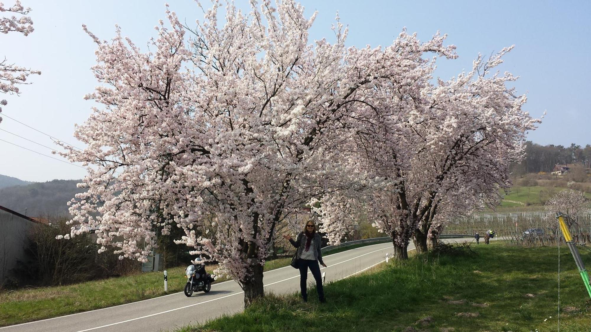 Ferienwohnung Berger Kurparkresidenz Bad Bergzabern Buitenkant foto